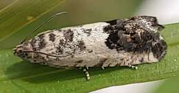 Image of Chestnut leaf roller