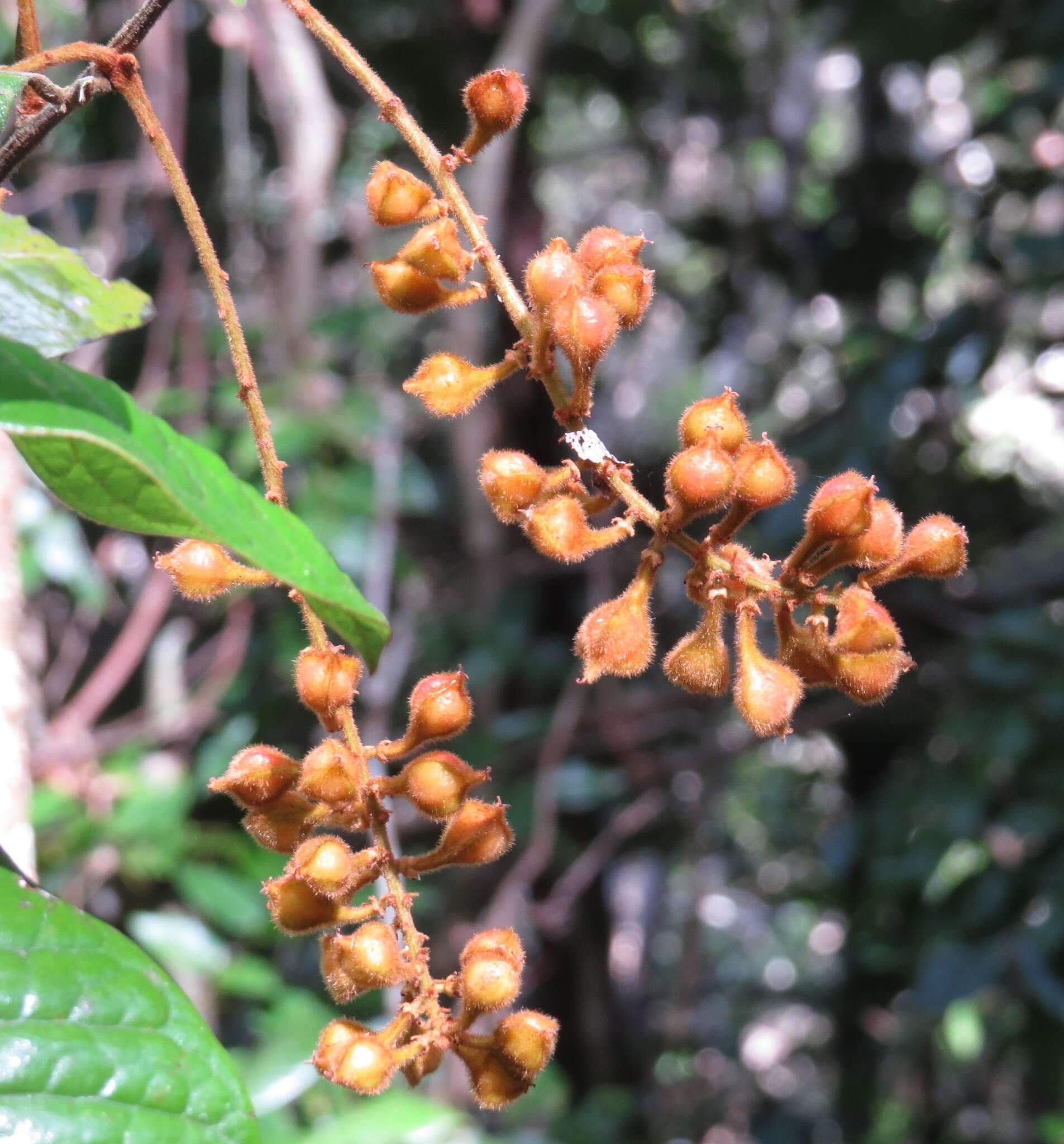 Слика од Mischocarpus lachnocarpus (F. Müll.) Radlk.