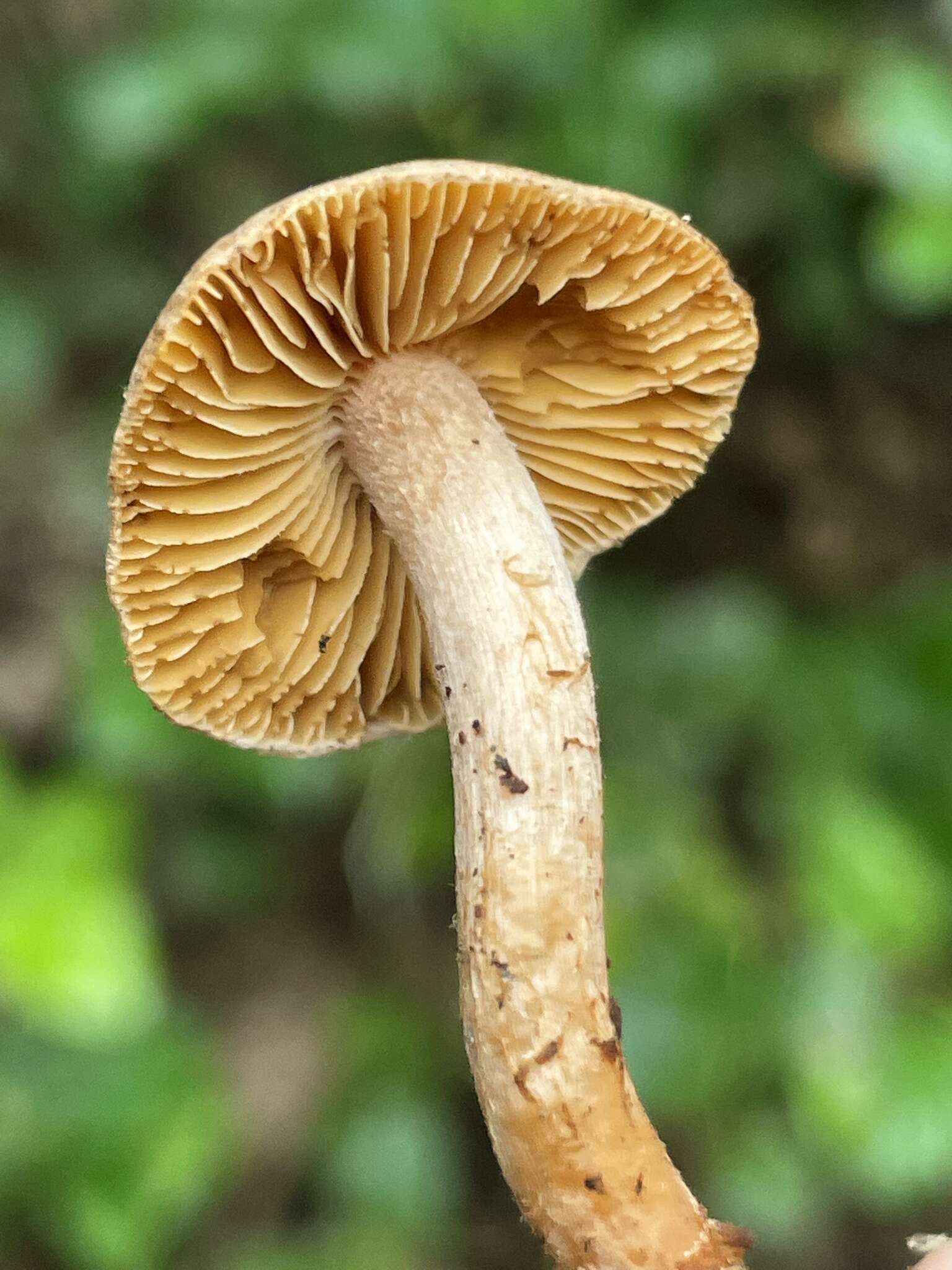 Image of Inocybe cinnamomea A. H. Sm. 1941