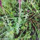 Plancia ëd Linaria amethystea subsp. multipunctata (Brot.) Chater & D. A. Webb