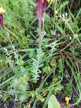 صورة Linaria amethystea subsp. multipunctata (Brot.) Chater & D. A. Webb