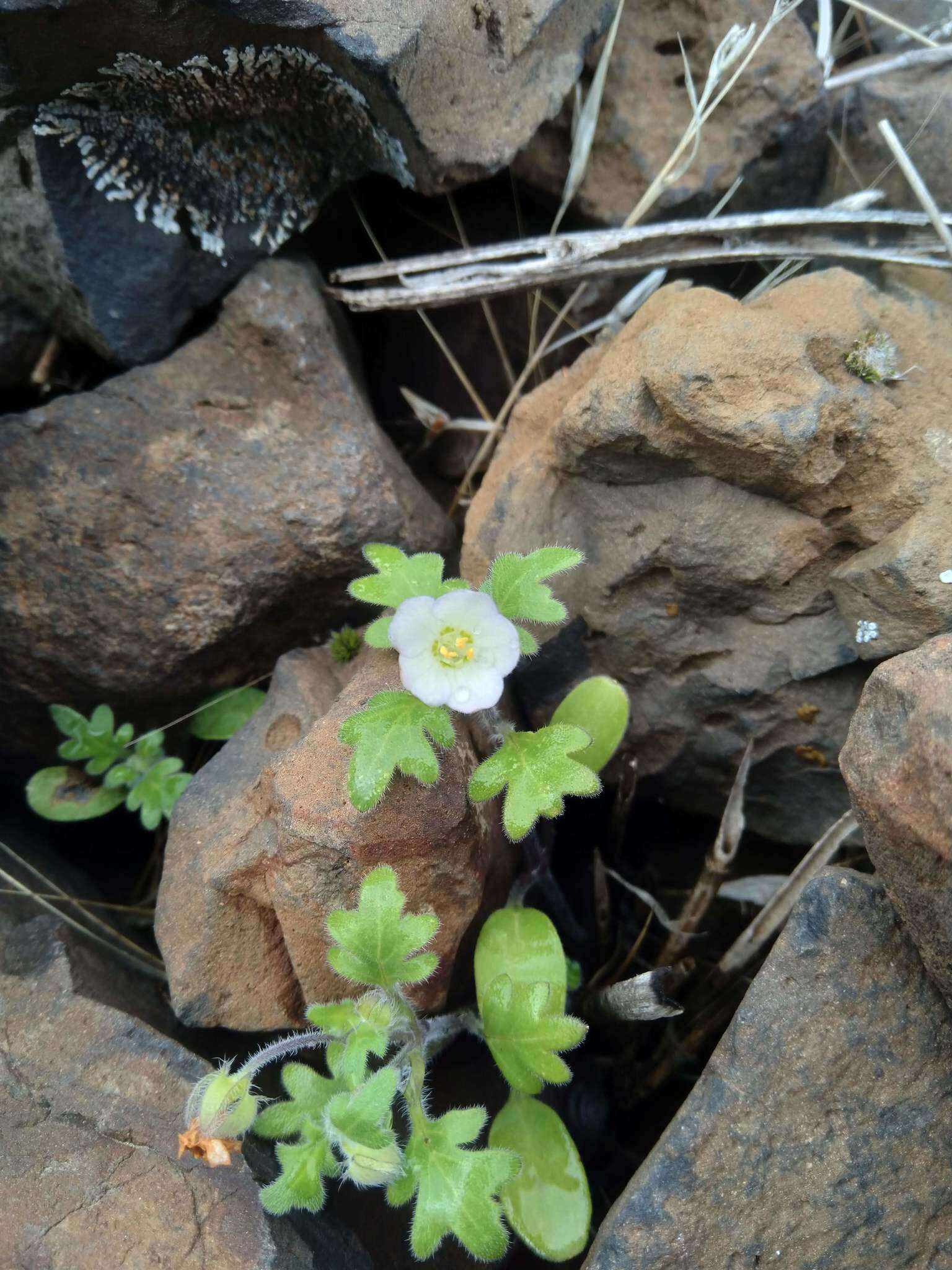 Image of Kirtley's nemophila