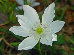 Plancia ëd Anemone trifolia L.