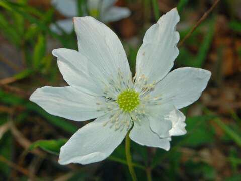 Image of Anemone trifolia L.