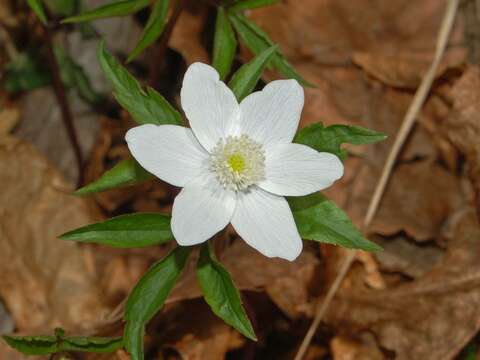 Plancia ëd Anemone trifolia L.