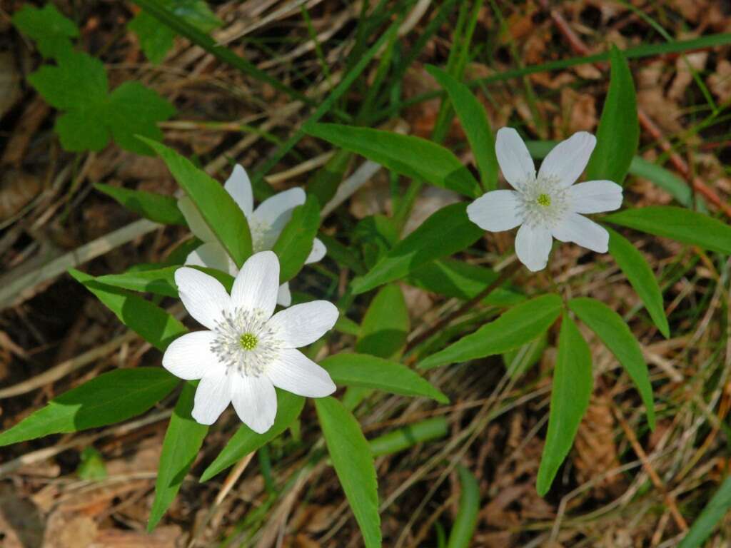 Plancia ëd Anemone trifolia L.