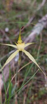 Caladenia xanthochila D. Beards. & C. Beards.的圖片