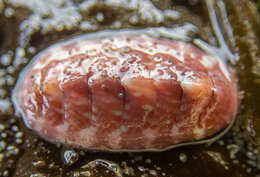 Image of Tonicella venusta R. N. Clark 1999