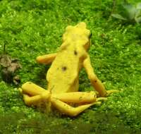 Image of Golden arrow poison frog