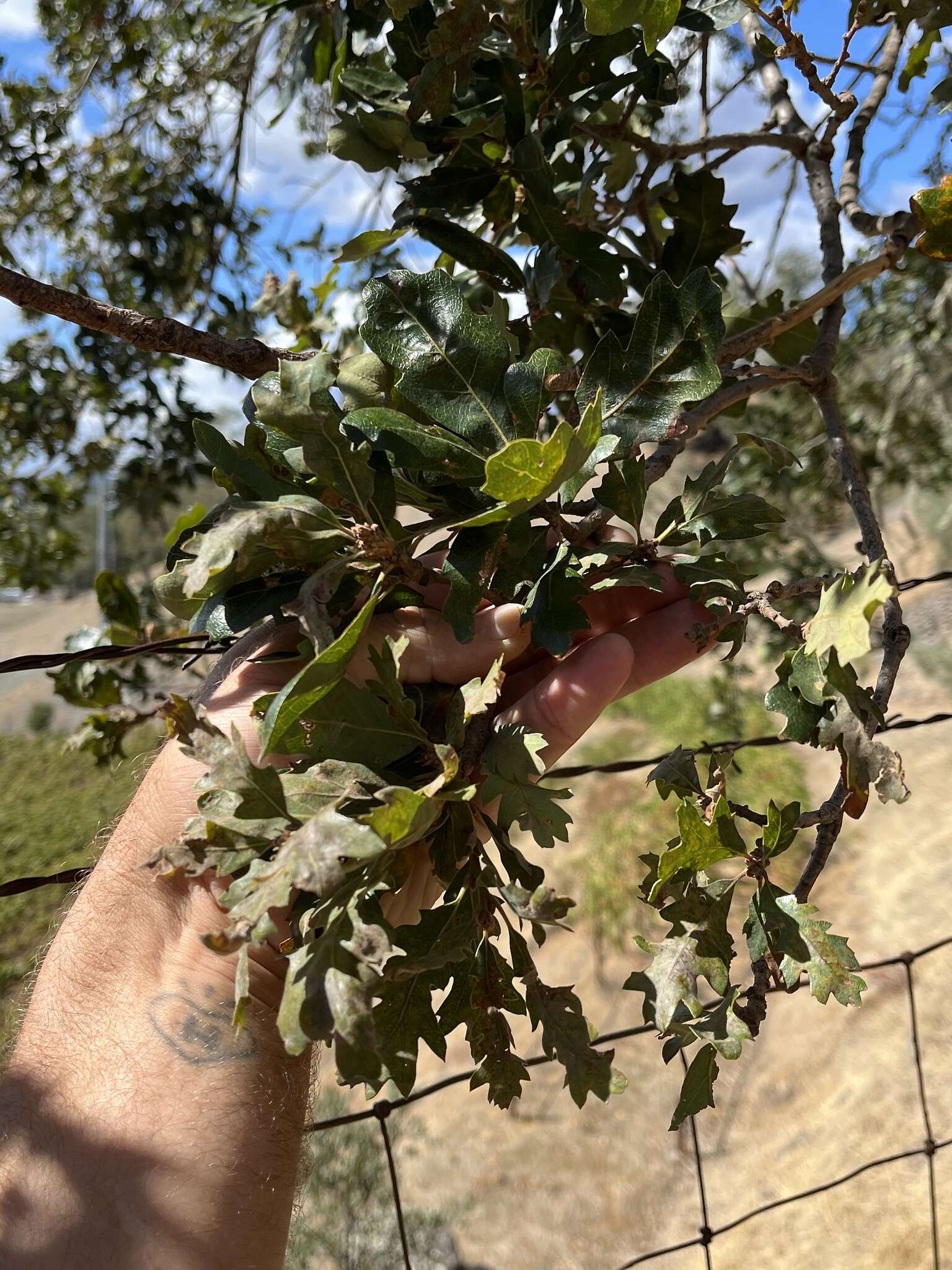 Imagem de Quercus jolonensis Sarg.