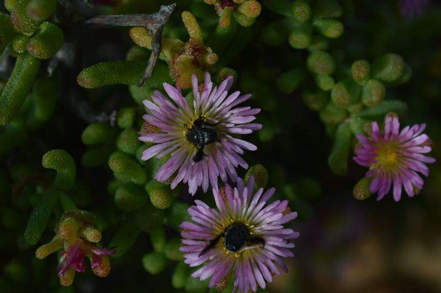Image of Mesembryanthemum deciduum (L. Bol.) Klak