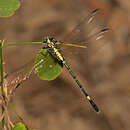 صورة Austrogomphus amphiclitus (Selys 1873)