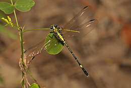 Imagem de Austrogomphus amphiclitus (Selys 1873)