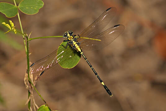 Image of Pale Hunter