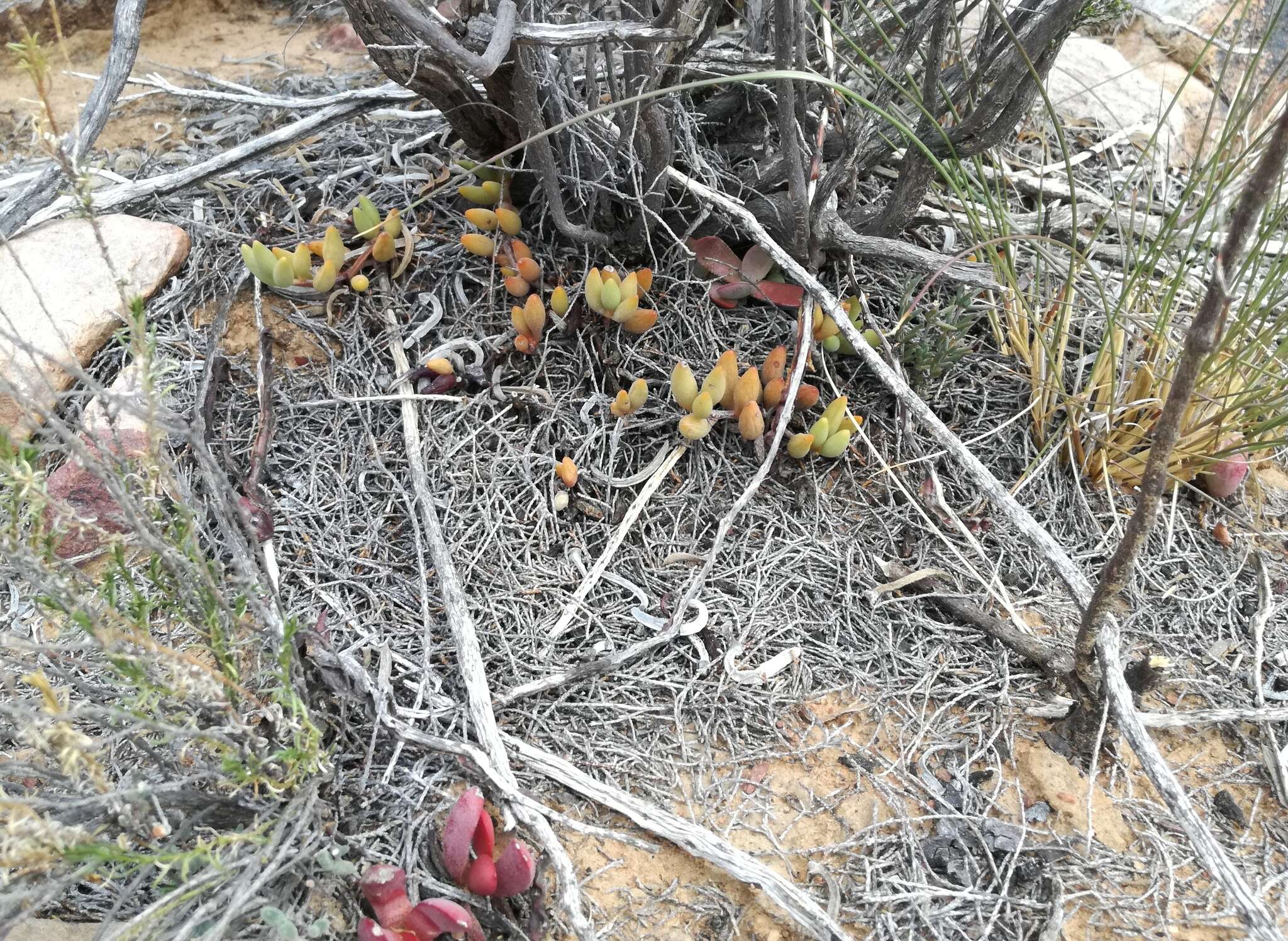 Image of Brittle Adromischus