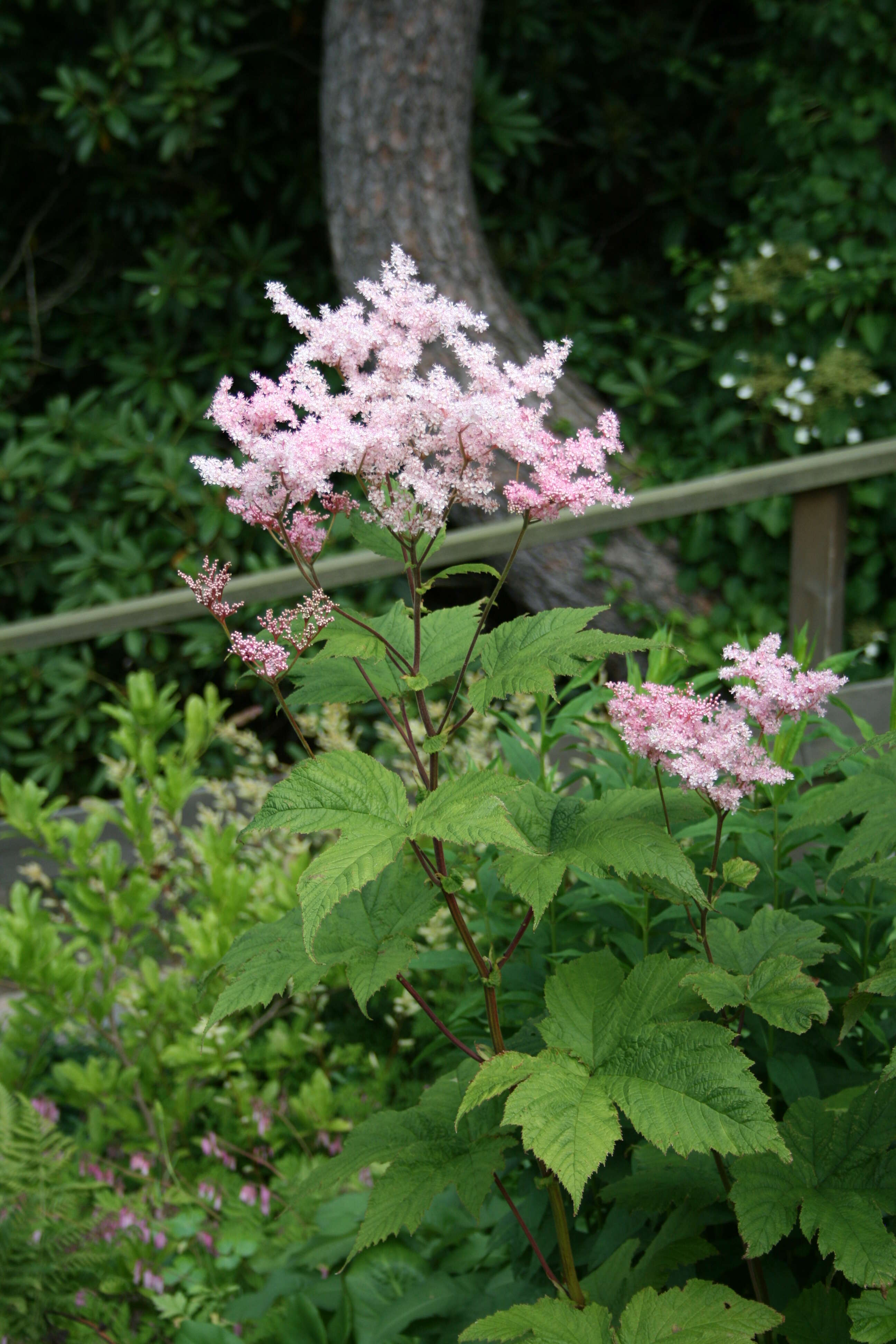 Image of Filipendula glaberrima (Nakai) Nakai