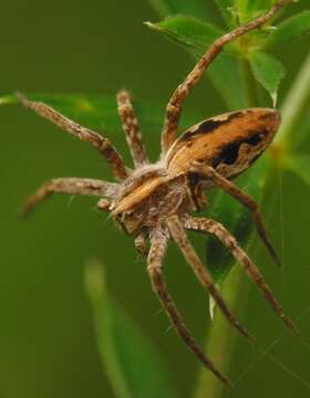 Image of nursery web spiders