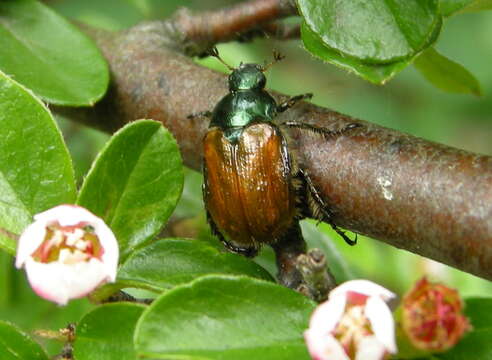 Image of Phyllopertha