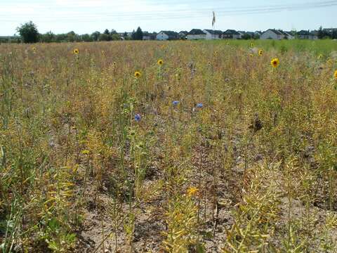 Image of white mustard