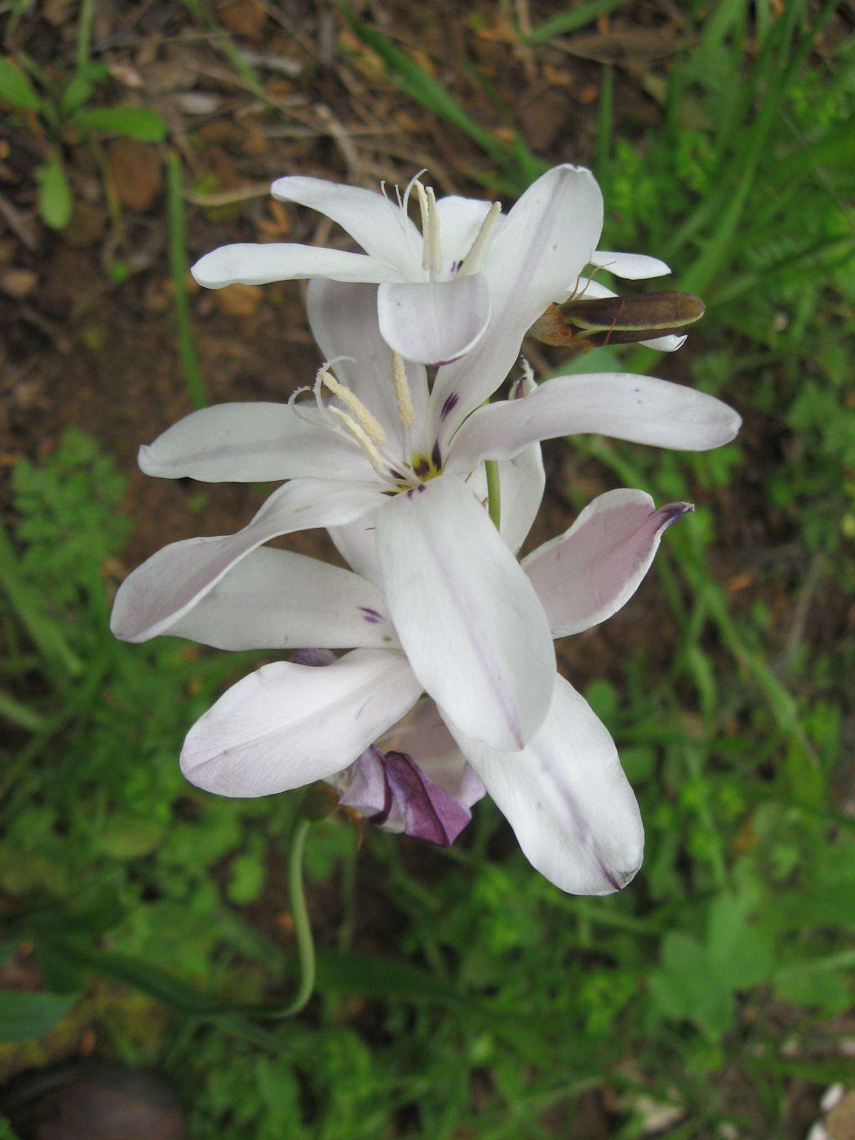 Image of Sparaxis grandiflora subsp. fimbriata (Lam.) Goldblatt