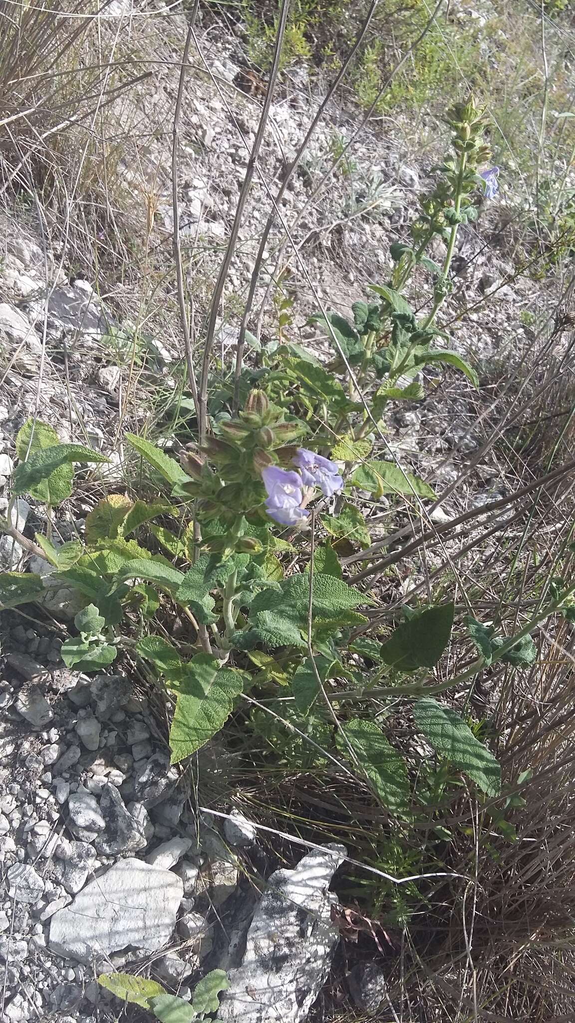 Image of Salvia tomentosa Mill.