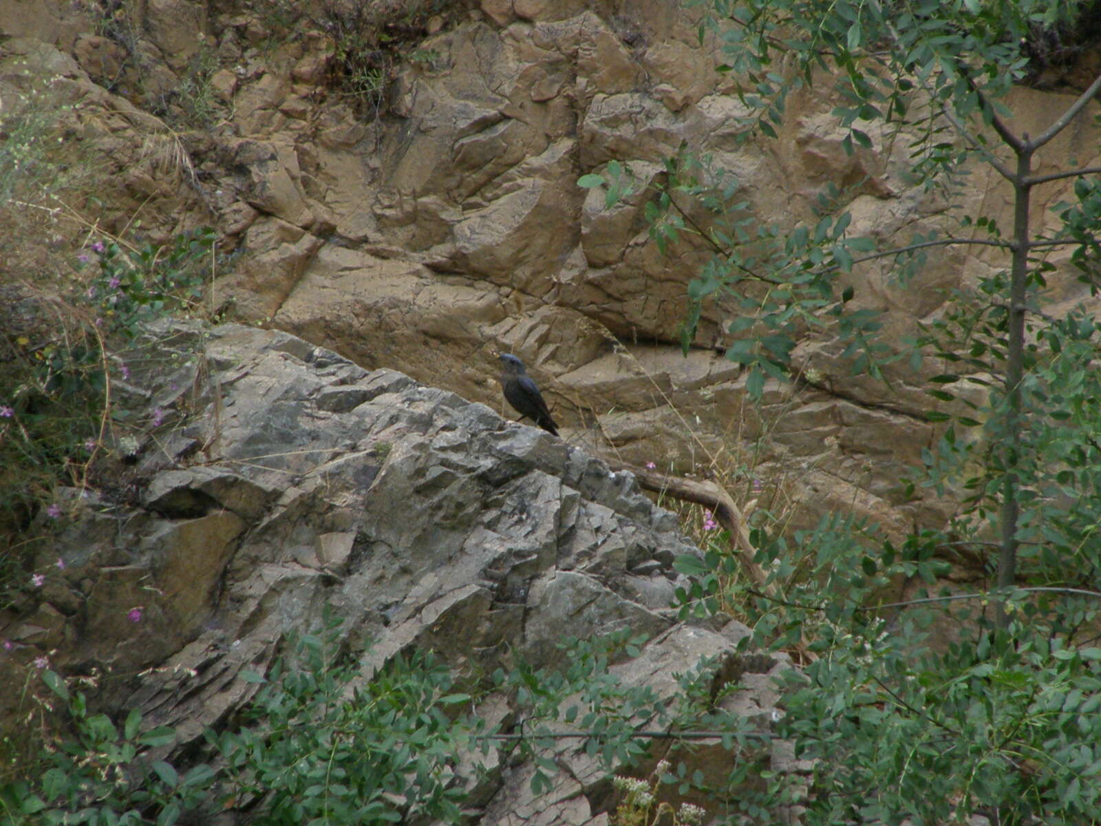 Plancia ëd Monticola solitarius (Linnaeus 1758)