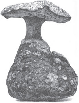 Image of <i>Laccocephalum basilapidoides</i> Mc Alpine & Tepper 1895