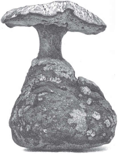 Image of Laccocephalum