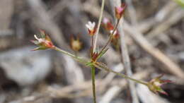 Plancia ëd Androsace elongata subsp. acuta (Greene) G. T. Robbins