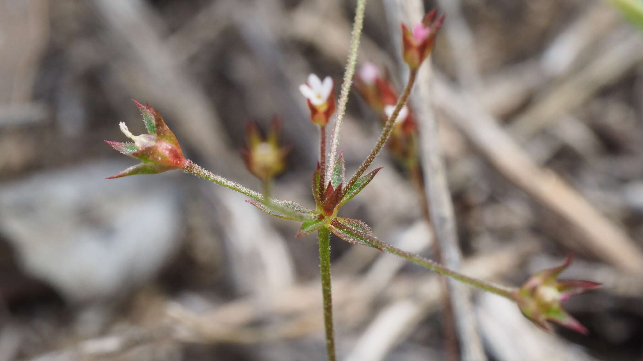 Plancia ëd Androsace elongata subsp. acuta (Greene) G. T. Robbins