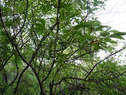 Image de Vitex pyramidata B. L. Rob.