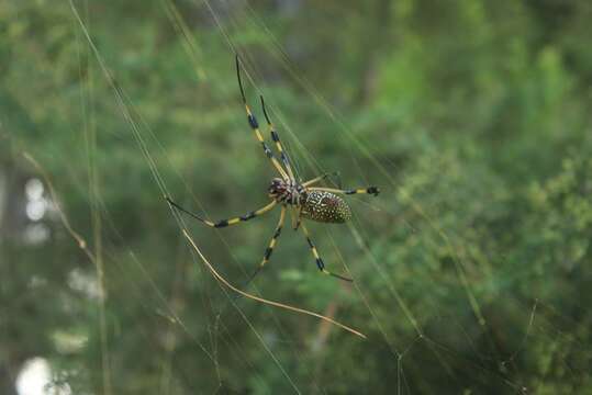 صورة Trichonephila clavipes (Linnaeus 1767)