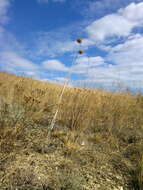 Image of broadleaf wild leek