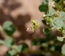 Image of Cleome dolichostyla Jafri