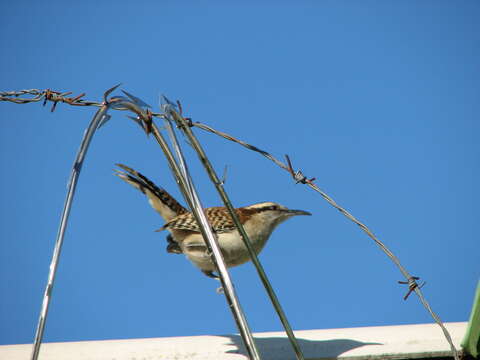 Image of Rufous-backed Wren