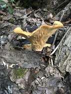 Слика од Lactarius salmoneus Peck 1898