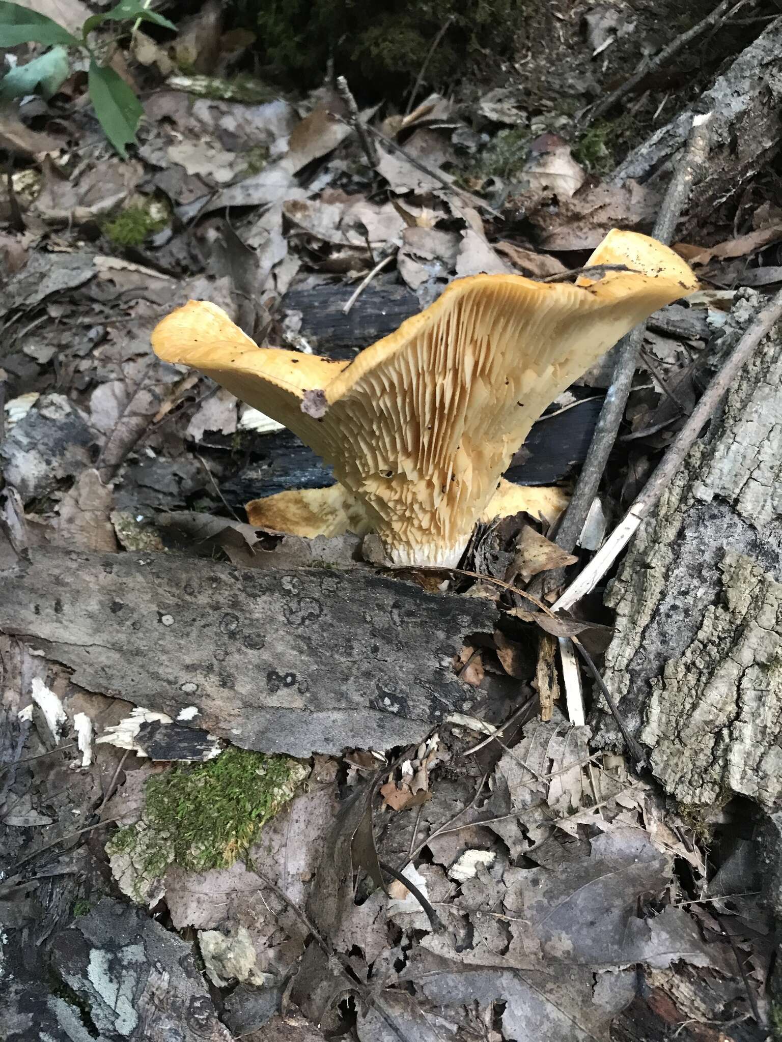 Слика од Lactarius salmoneus Peck 1898