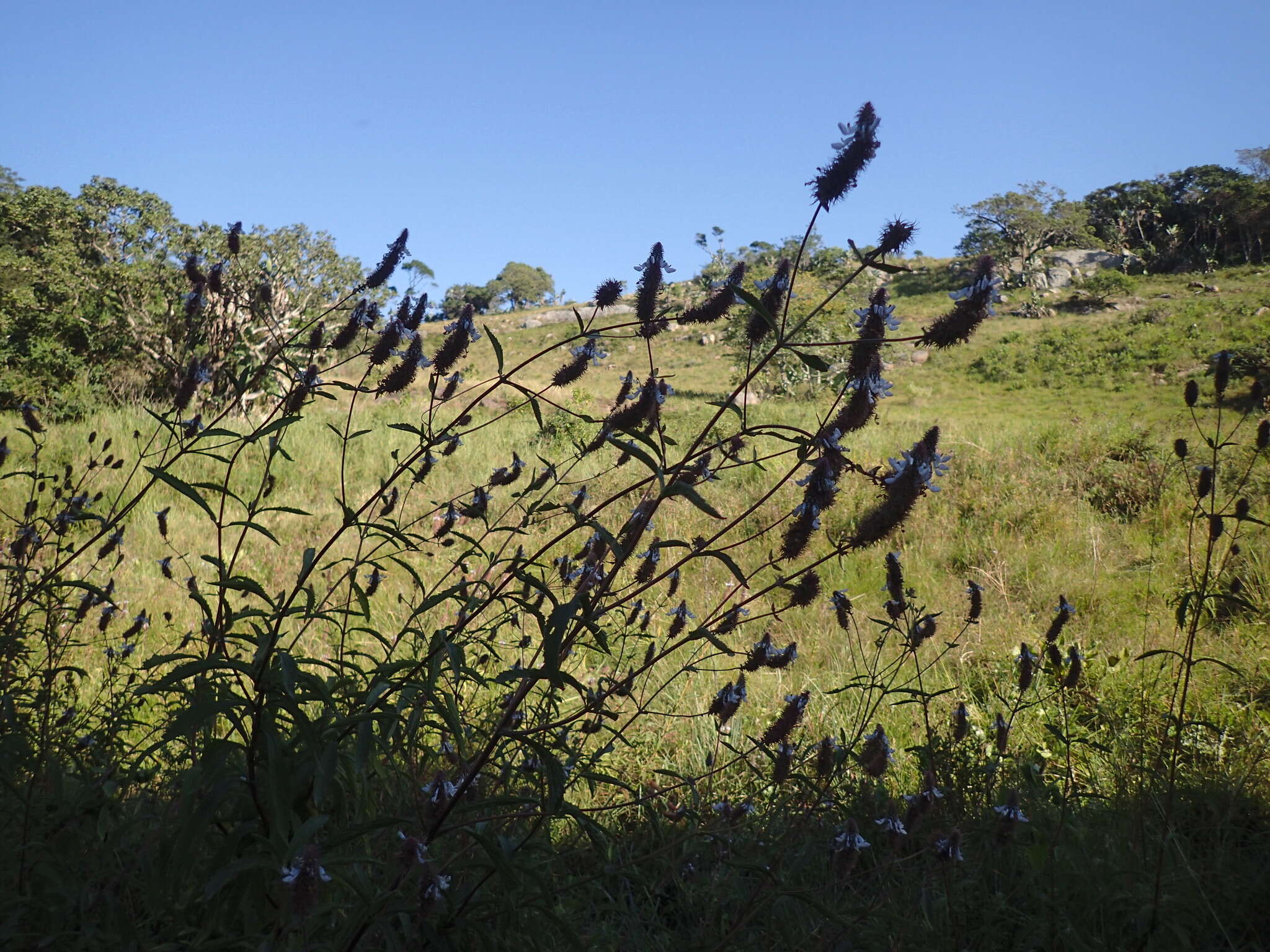 Image of <i>Coleus kirkii</i>