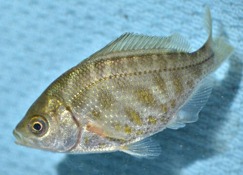 Image of Tule Perch