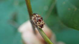 Image of Cryptocephalus mutabilis F. E. Melsheimer 1847