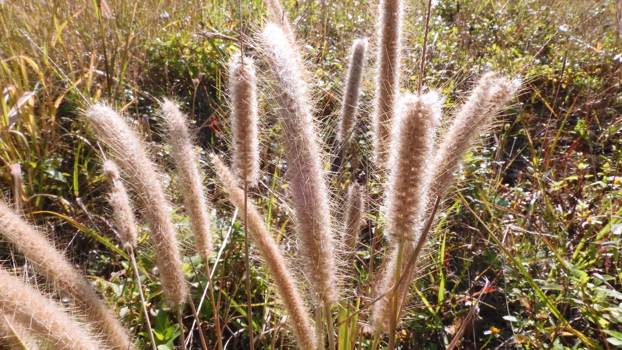 Sivun Cenchrus polystachios (L.) Morrone kuva