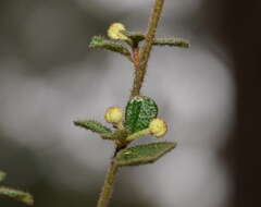 Sivun Asterolasia asteriscophora subsp. albiflora Mole kuva