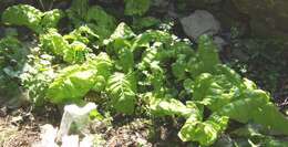 Image of sea beet