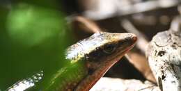 Image of Madagascar Girdled Lizard