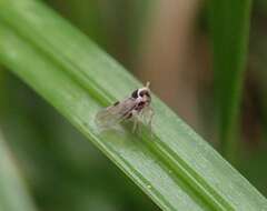 Laodelphax striatellus (Fallén 1826) resmi