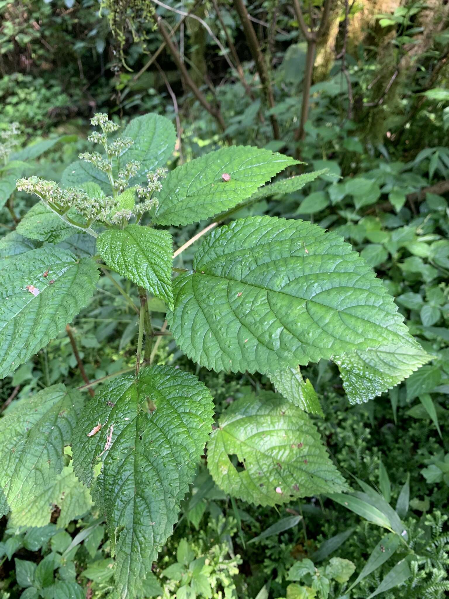 Image of Laportea alatipes Hook. fil.