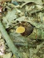 Image of Simocybe serrulata (Murrill) Singer 1962