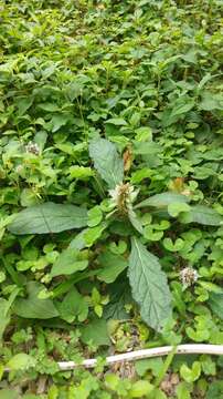 Image of Ajuga taiwanensis Nakai ex Murata