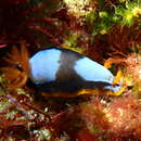 Imagem de Chromodoris westraliensis (O'Donoghue 1924)