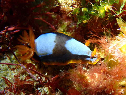 Image of Chromodoris westraliensis (O'Donoghue 1924)